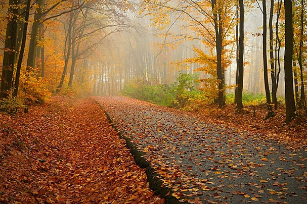 Leaves on the road can be slippery.